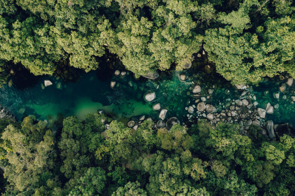 rainforest