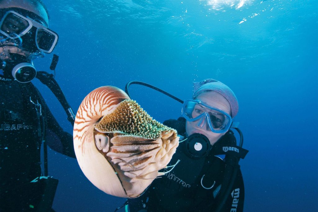 scuba diver nautilus shell