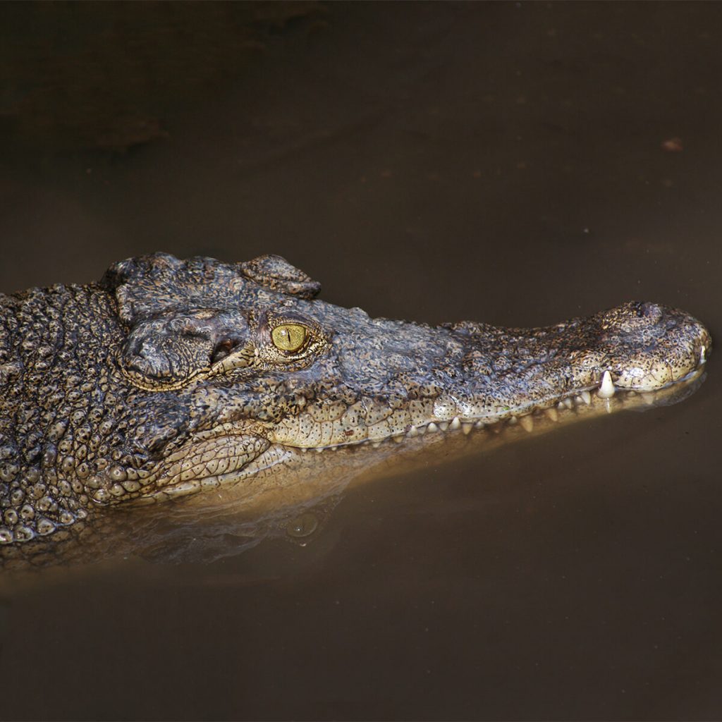 crocodile head in river