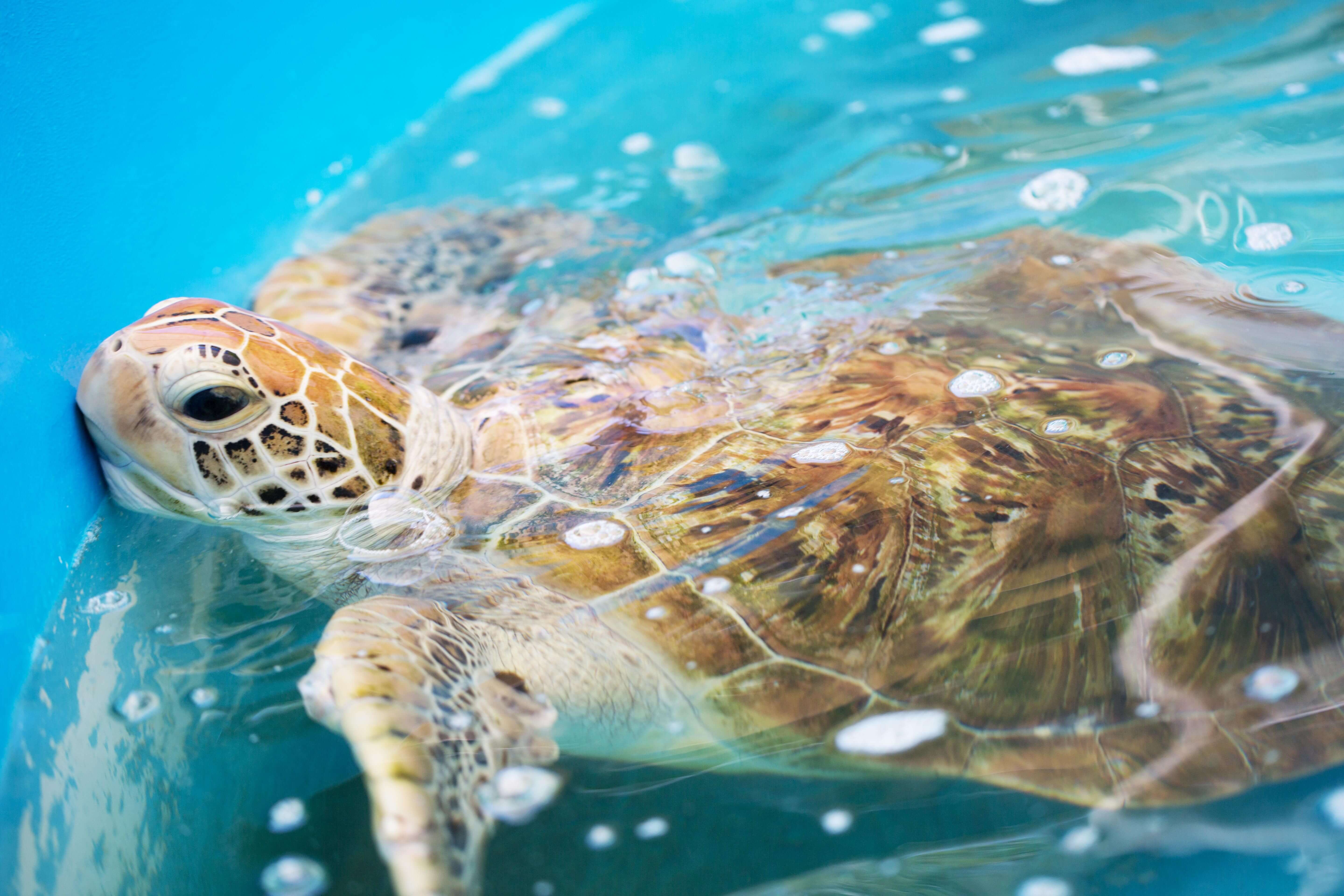 Cairns Great Barrier Reef フィッツロイ島のウミガメセンター