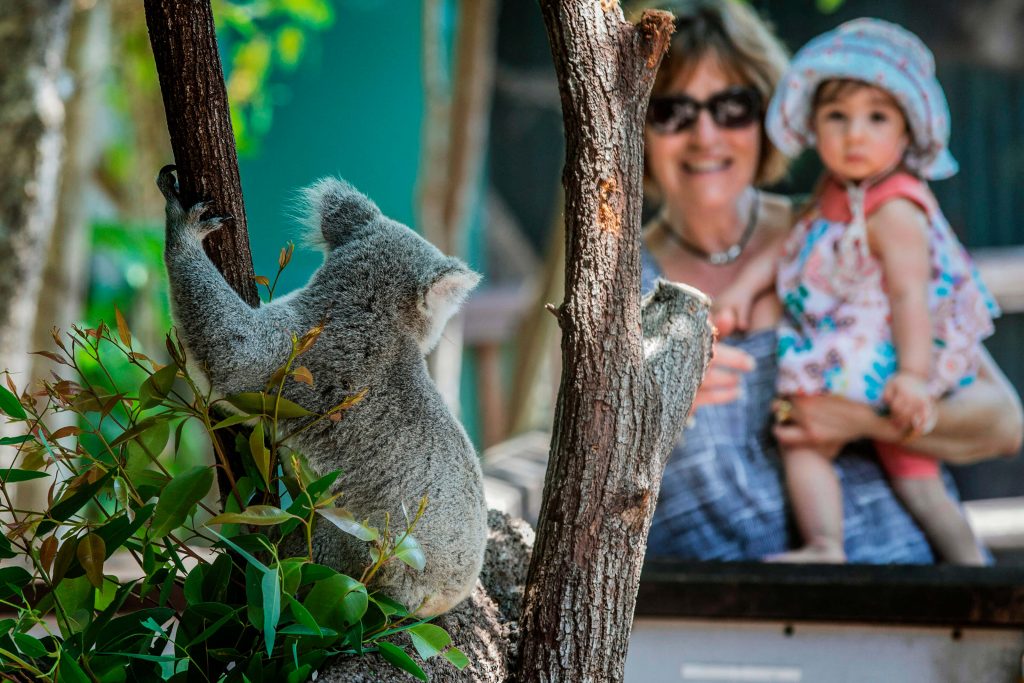 koala at wildlife habitat port douglas