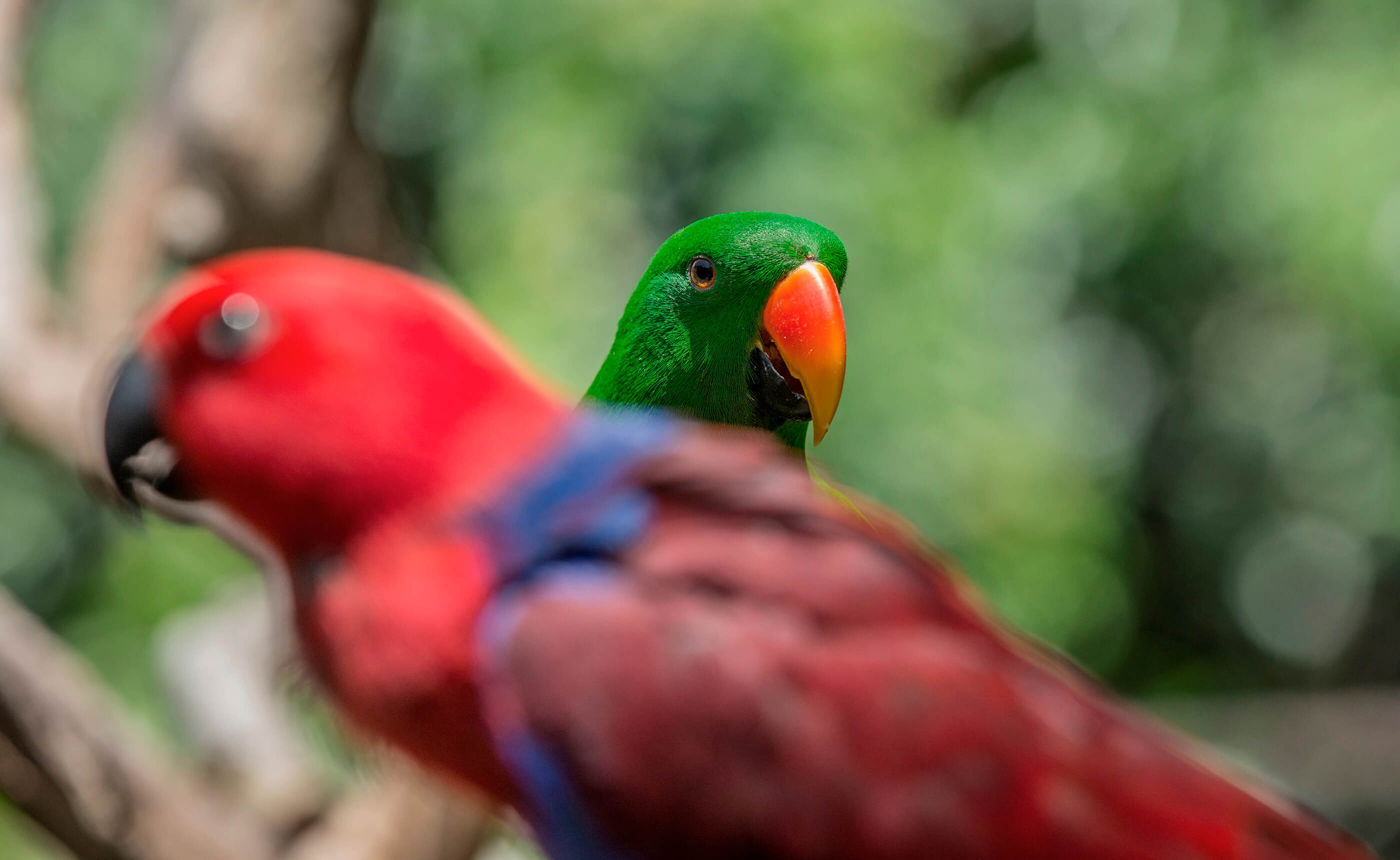 Birds in Kuranda