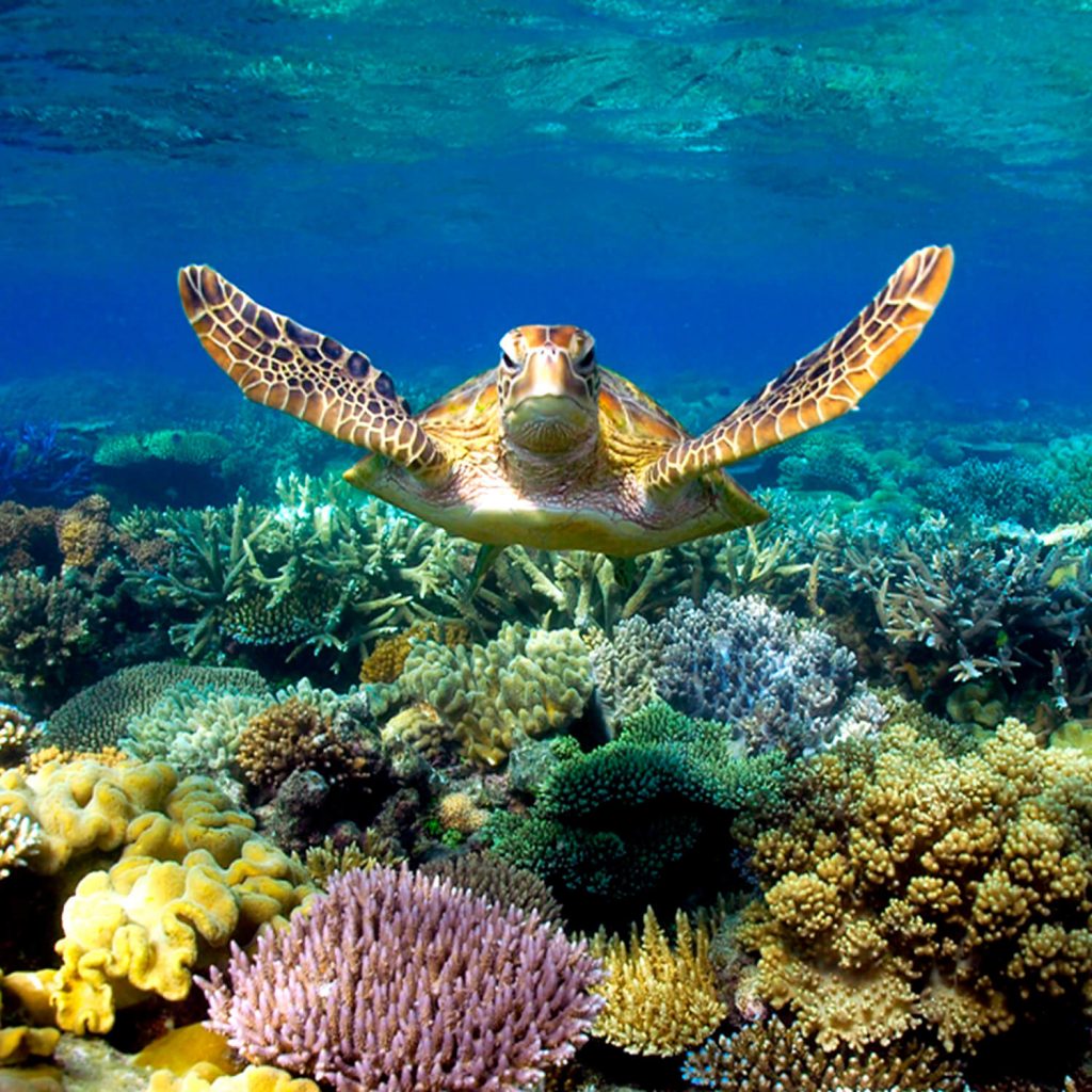 Cairns & Great Barrier Reef | ケアンズ観光局公式ページ