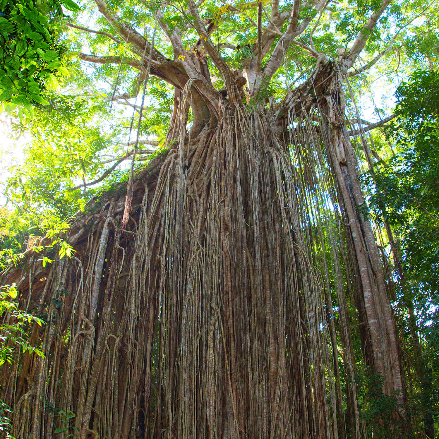 Curtain fig tree