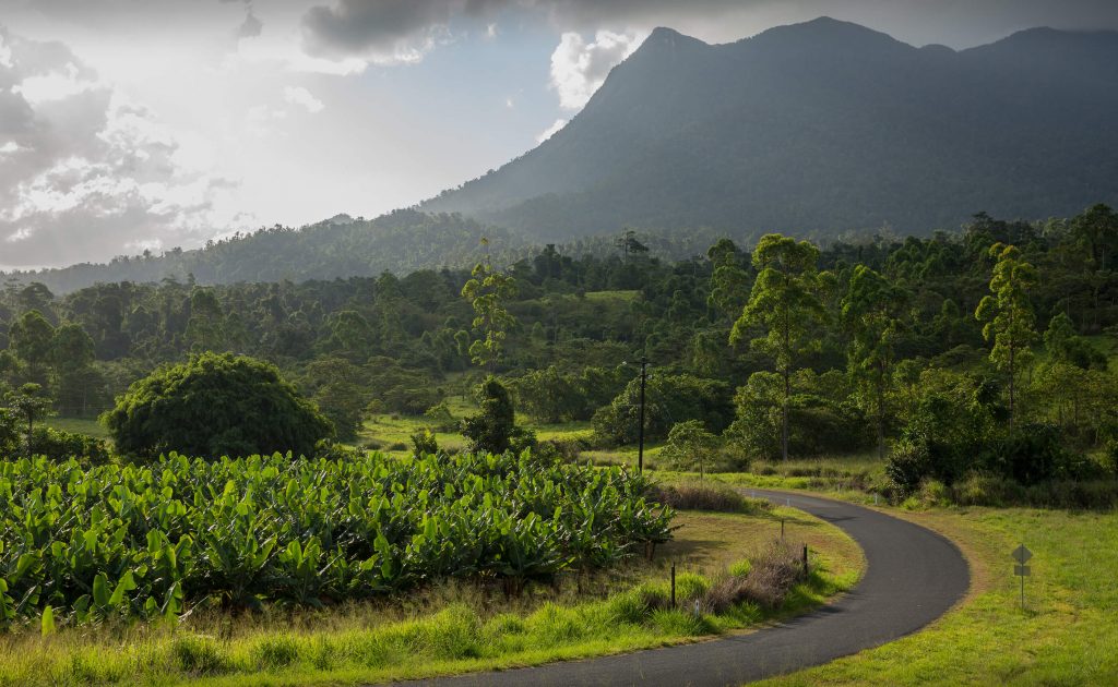canefields with mountains in background