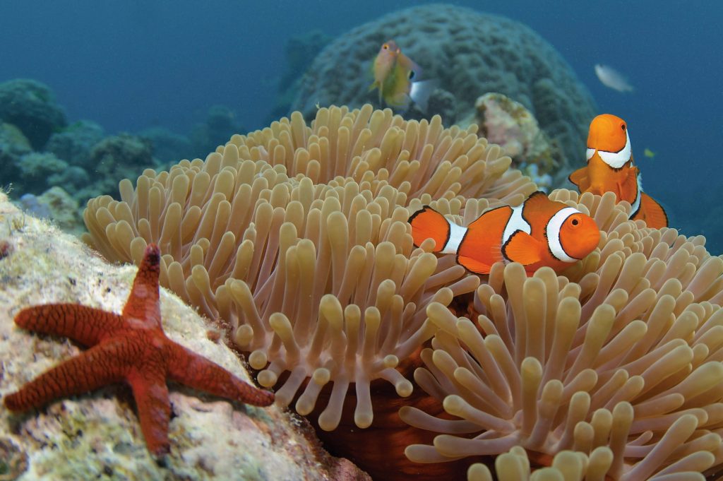 Clown fish and starfish on the reef