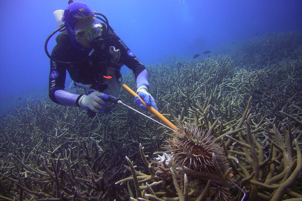 COTS Diver