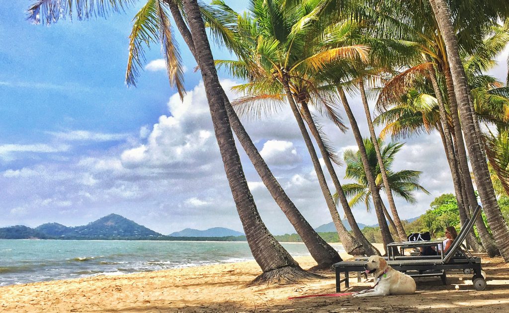 Dog on beach at Palm Cove