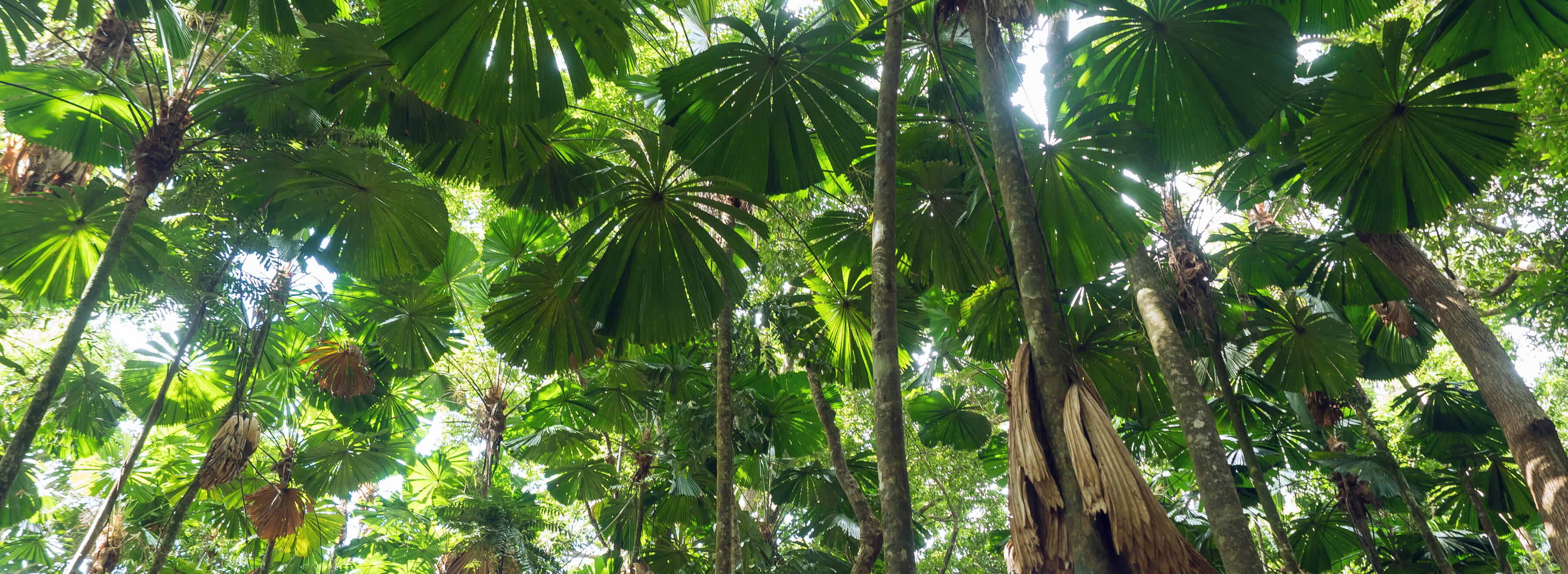 Fan Palms in the Daintree