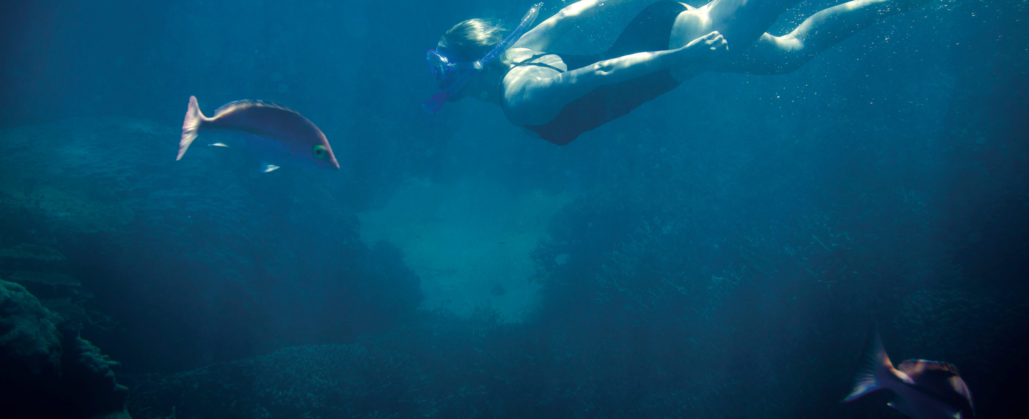 Snorkelling with Fish