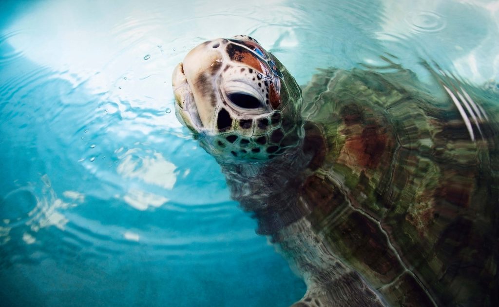 Sea Turtle at Turtle Rehab Centre