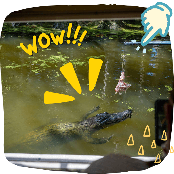 Hartleys Crocodile