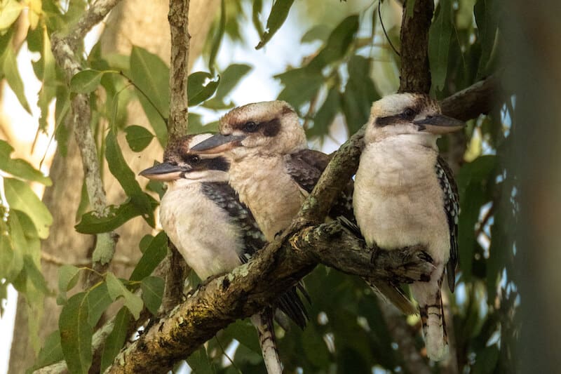 Kookaburra